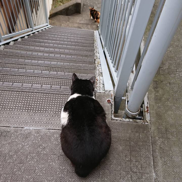 6ad0d736 9476 458c 8db3 cf3d635a45e5 1544320838919