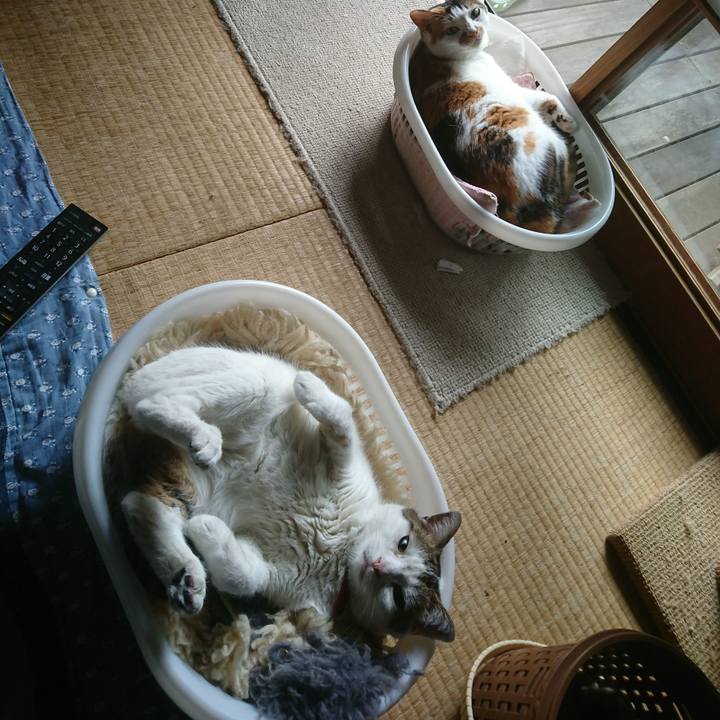 6ad2bcc9 e17e 414c 85f1 c667af216aa7 1531357700209