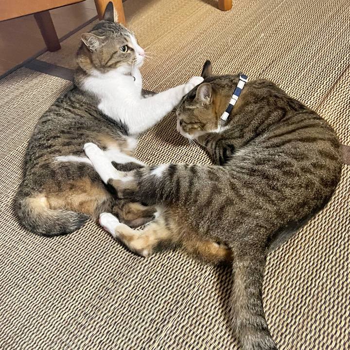 6ad44022 4bbc 48bc a46e fbc792b76236 1728998177674