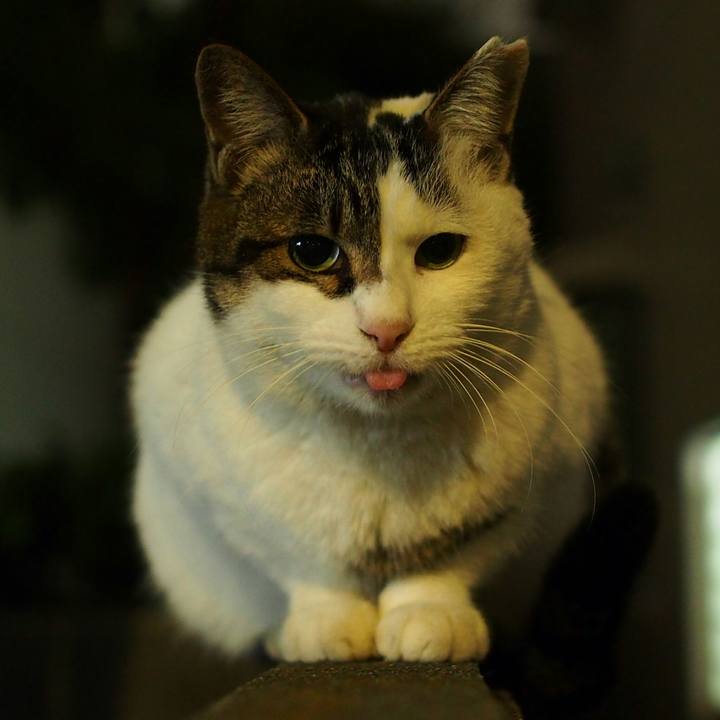 6ad61f4d 52a7 4699 987e 9bb4a70da464 1540565047679