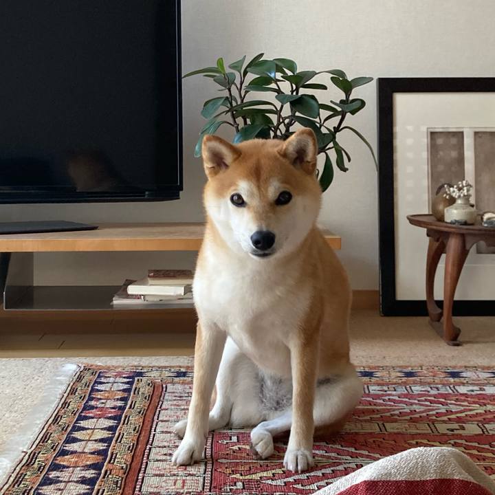 6ad6ecfe 12cb 4359 9135 54f6d2b28a35 1750132294097