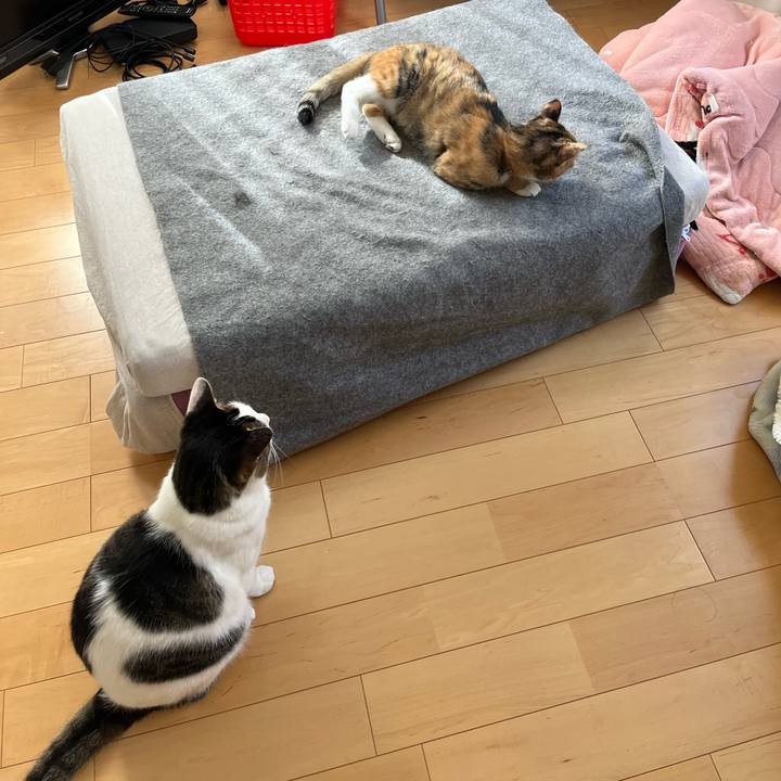 6ad7dc5f 9cdc 43ce ac65 f43e62d72718 1682724796713