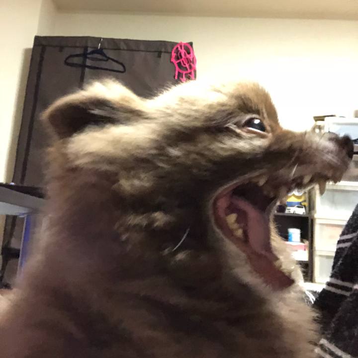 6ad8afa6 79f9 459f 9257 53a405bc5f3e 1542669270601