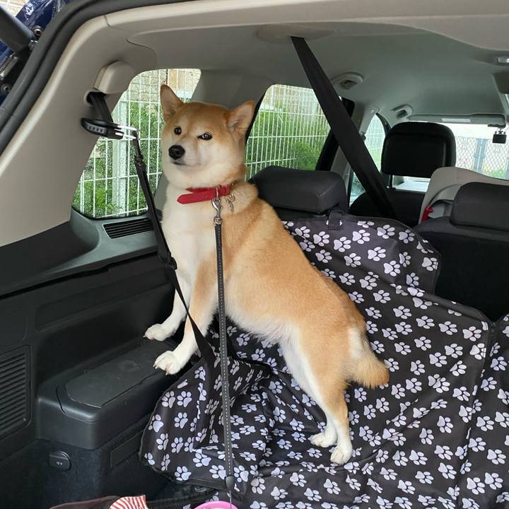 6adc2abf 5be5 4146 a62a 16da4fd94381 1586733100719