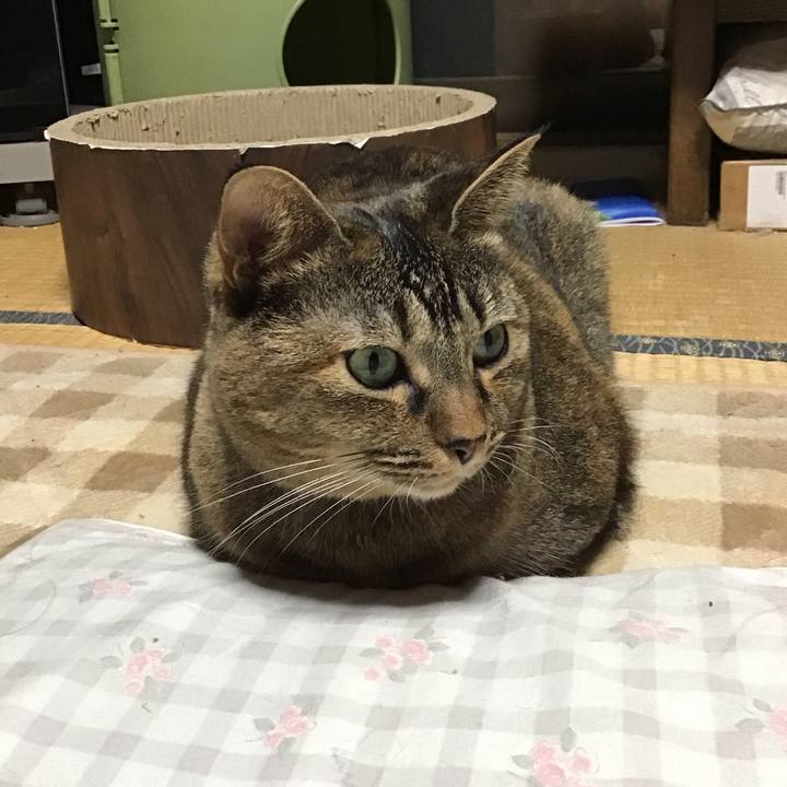 6adf036b 42e6 4c2f 9378 a35ebd85aca4 1731060881111