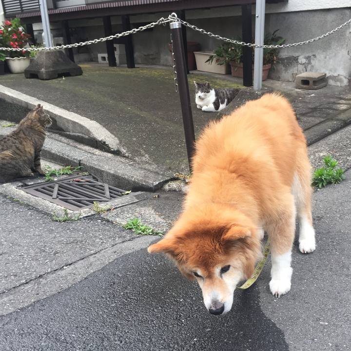 6adf7a10 49b3 44cf 8e2c 7768cde45ba2 1597302574900