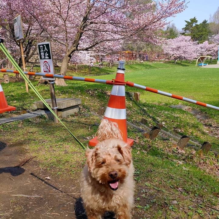 6adff098 52f7 4ddf 8a49 1398f11332a9 1588464837761