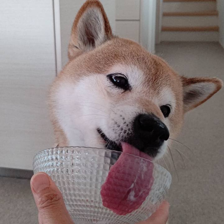 6adff320 77c4 47b2 a7ee 8a2b0c5b2a8d 1621986082267