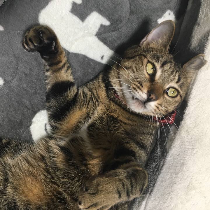 6ae05946 a219 4970 a298 21ddef7522ef 1545614861693