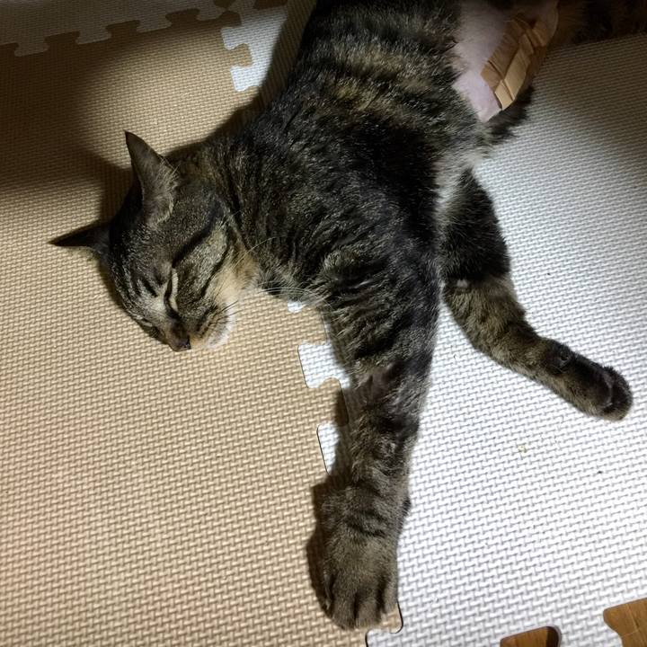 6ae1b89e 2ddc 4bed ba3e 7e14c18ad57e 1533386686505