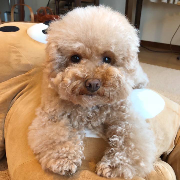 6ae2907f f865 4fba 902a 967a1815e293 1509255429249