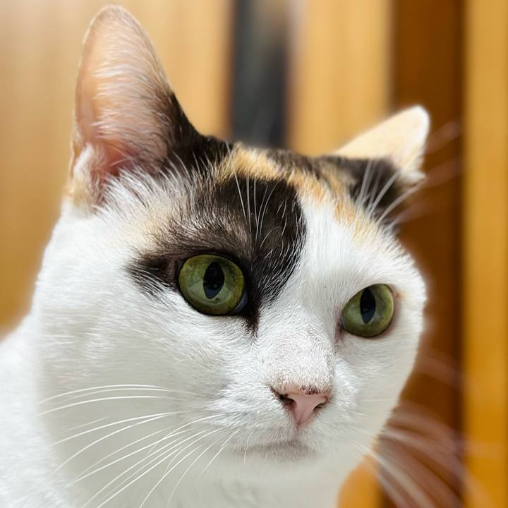 6ae2c020 a56e 4c2a b0f4 a64c67b85d8e 1696296317640