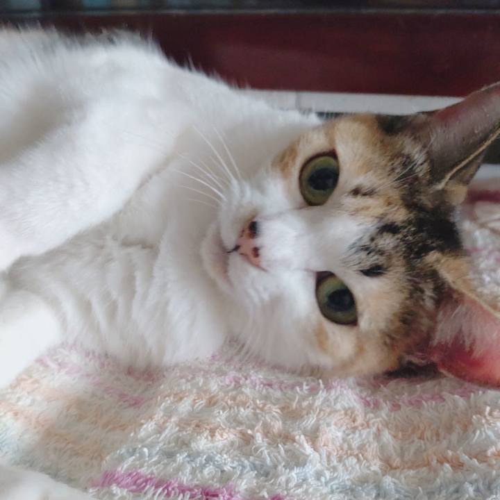 6ae424f7 8b5c 4cd6 b7cb 4c156dbd97e3 1682916307853