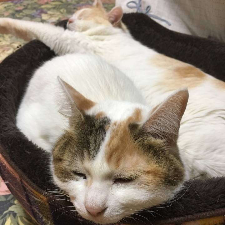 6ae58a5d ae78 42fd bdd4 081fe75f5675 1513688418561