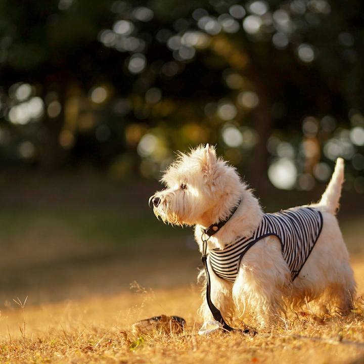 6ae8a030 adf2 43f4 a303 a694e74a1f31 1512388679745