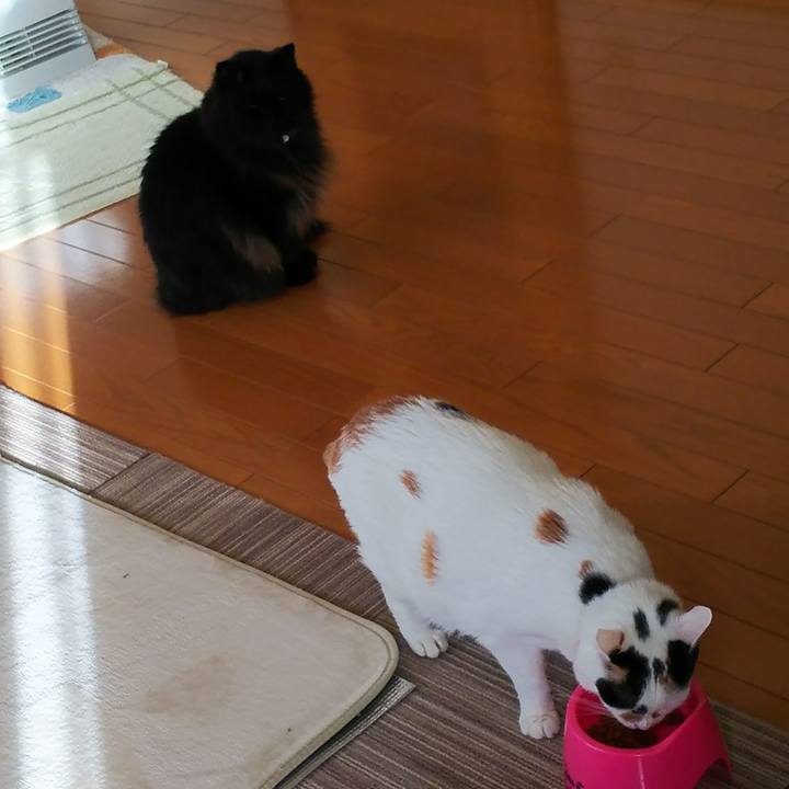 6aea7ed5 5555 4d2c a7d6 8a0796daa60f 1516491183378