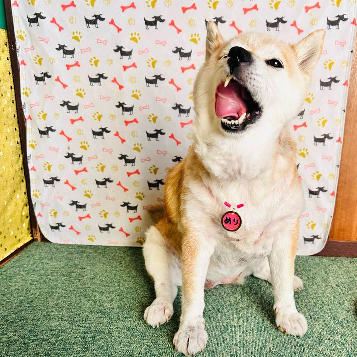 6aee7097 c511 4ec5 a0d5 0df2b446a9ee 1749452443382