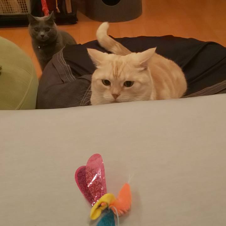 6aef0299 b29b 4736 acc4 cd7205849c9c 1598923476372