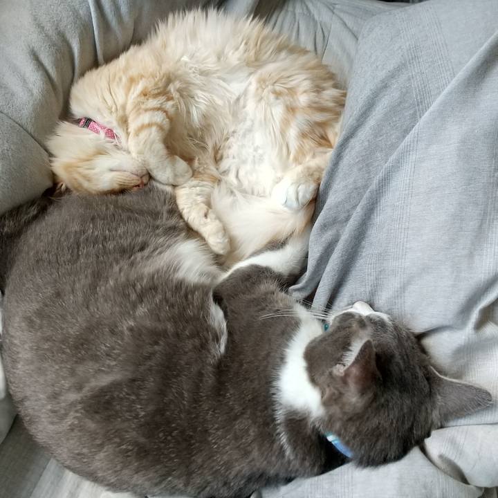 6af0a3e9 63cd 40e4 b5e4 3b456735a201 1618713505972