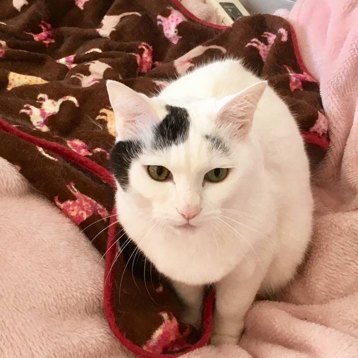 6af1ed25 e48b 401d ae42 47b660a6a7f5 1554674573675