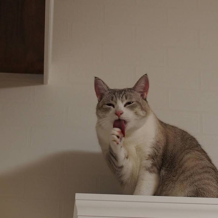 6af2411c a1a6 4846 b1a2 8721980f4198 1540132038717