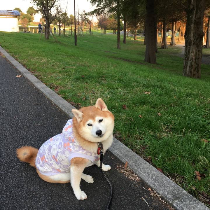 6af2a8ac 736b 483c 829c b57b458ec32d 1542983973436