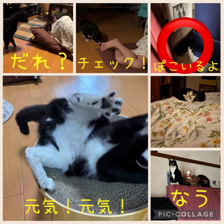6af3888a 588a 4408 94c9 ca60638299ab 1783284974149