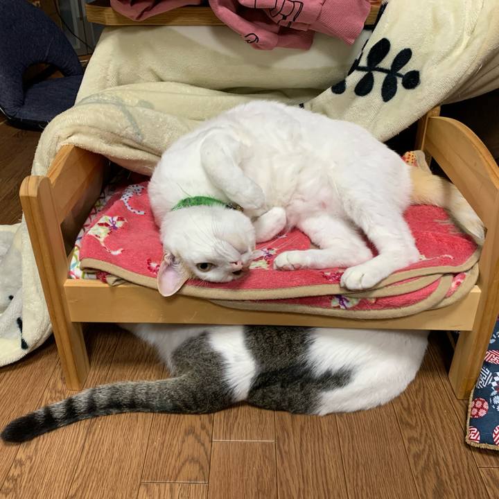 6af41660 0431 473b 84fd 868711587d2e 1585741722687