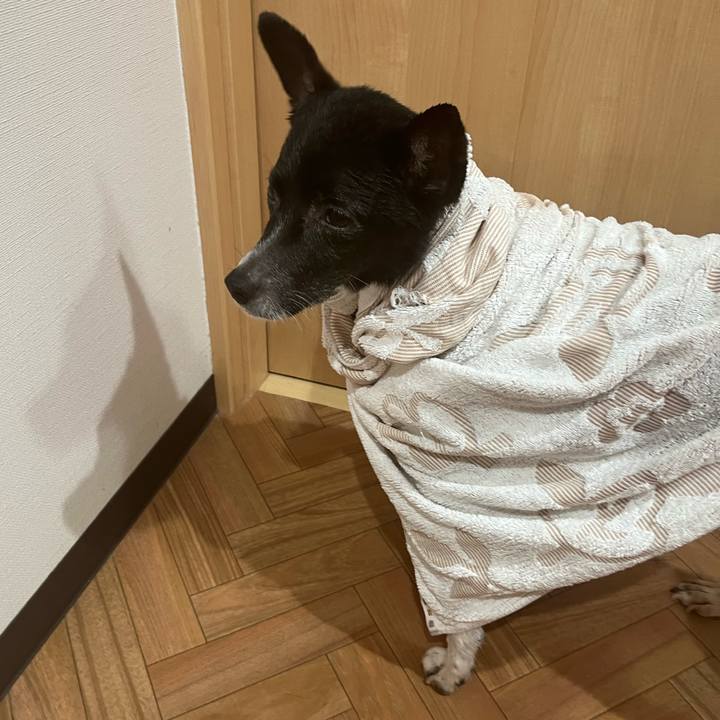 6af47a4f 1739 4b41 83ca afa9e3629663 1655123035155