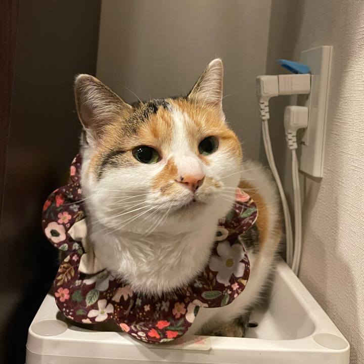 6af652ae d0c9 4429 a481 cb0430ba3c9d 1743424890289