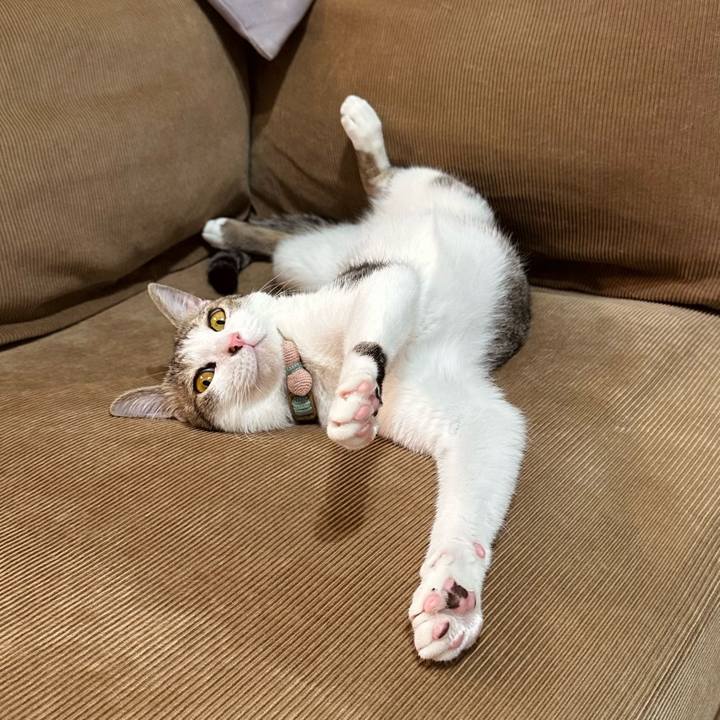 6af977e9 9f16 4621 9788 1a082bb65ef7 1777038725958