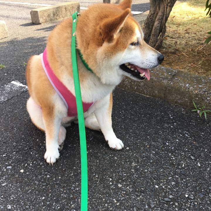 6afaf8c8 a74e 4379 914d 4e348dedfa85 1598053523014