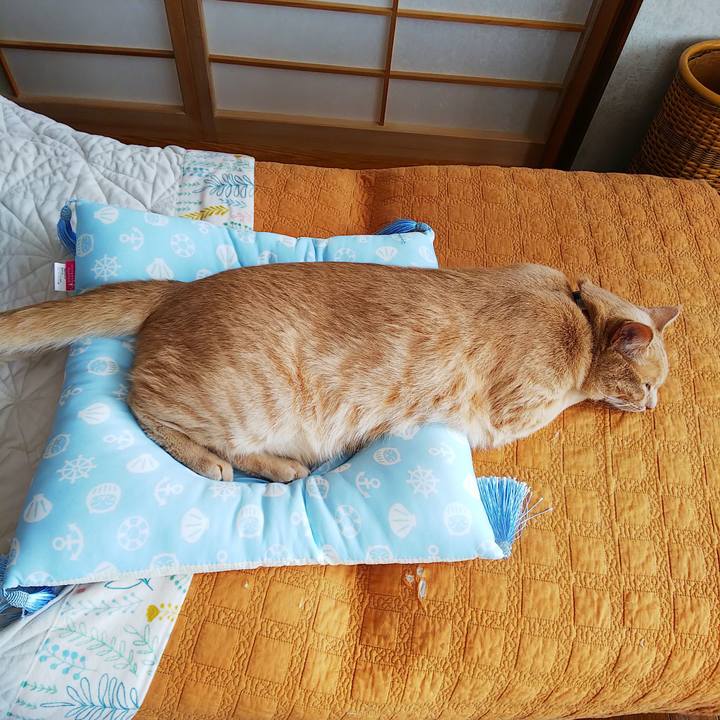 6afc1c5d fb00 4bdd 81ff df6570a93f3d 1597456136982