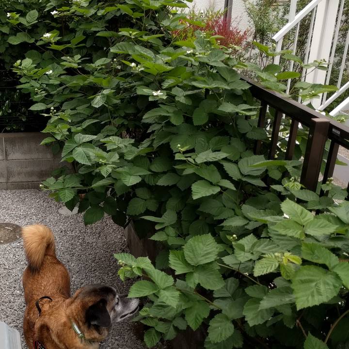 6afcfffb 8264 46d9 b973 958f7c8e6700 1526178099887