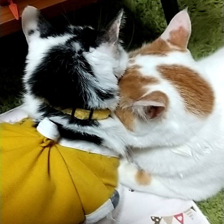 6aff4136 fb0f 4738 a311 f81a80991dcc 1729577246142