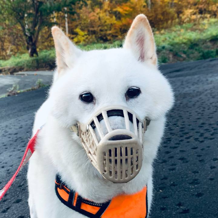 6aff4344 f72b 4051 80d6 a4710abf72a5 1635285099544