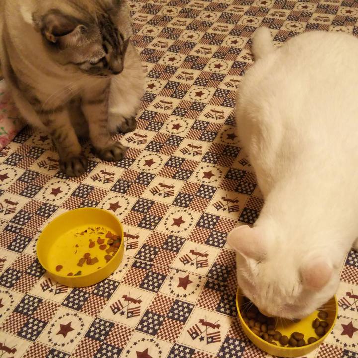 6b0293d8 182a 4c30 9f85 f29dd149ddff 1535894690603