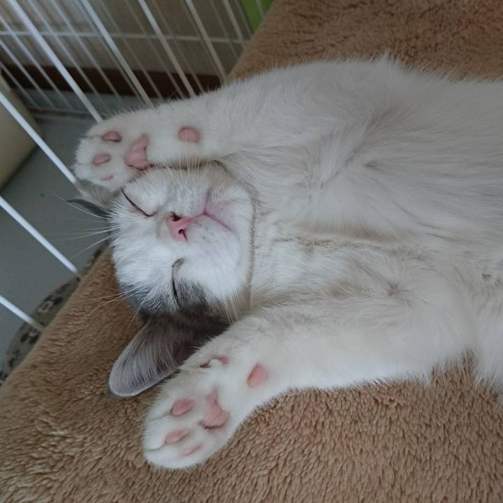 6b03af0c 740d 4c55 887c f93dcc339d0e 1536032731632