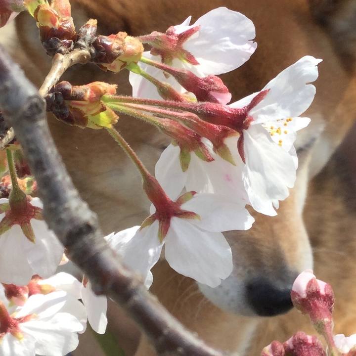 6b03cc1f 9ca3 4e12 9311 b30006661c76 1584848342589