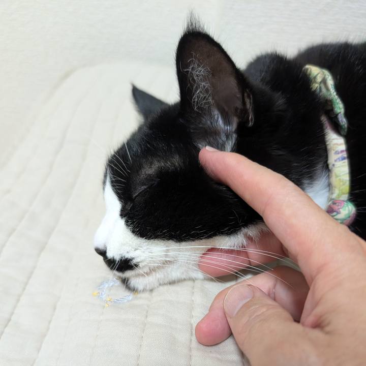 6b054228 7b4e 488c 8755 c829df4c178a 1760876854255