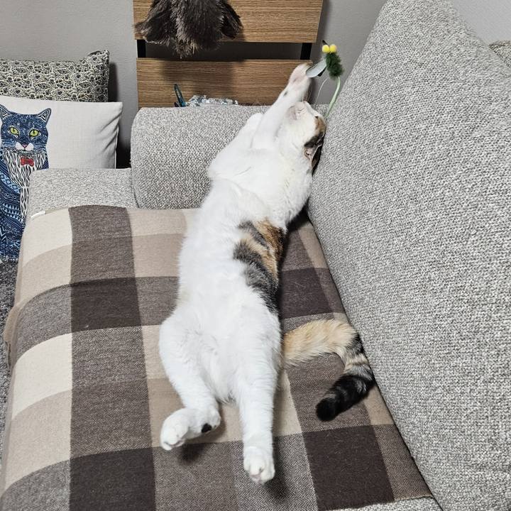 6b056a00 f9b4 48b5 8b24 212f15576869 1767523714288