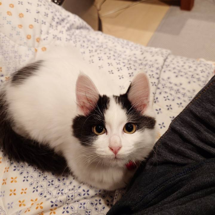 6b06b20c 11c2 4329 a390 6f86e8e9959c 1761998470503