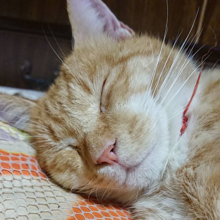 6b090c1d 0eed 4a2b 9c94 8c9203b0eec3 1570021283256