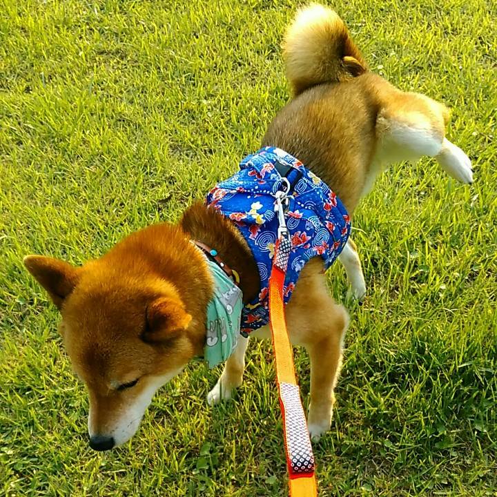 6b0ad6f2 2ef6 48bb affc 0e8db5f3759a 1529916670425