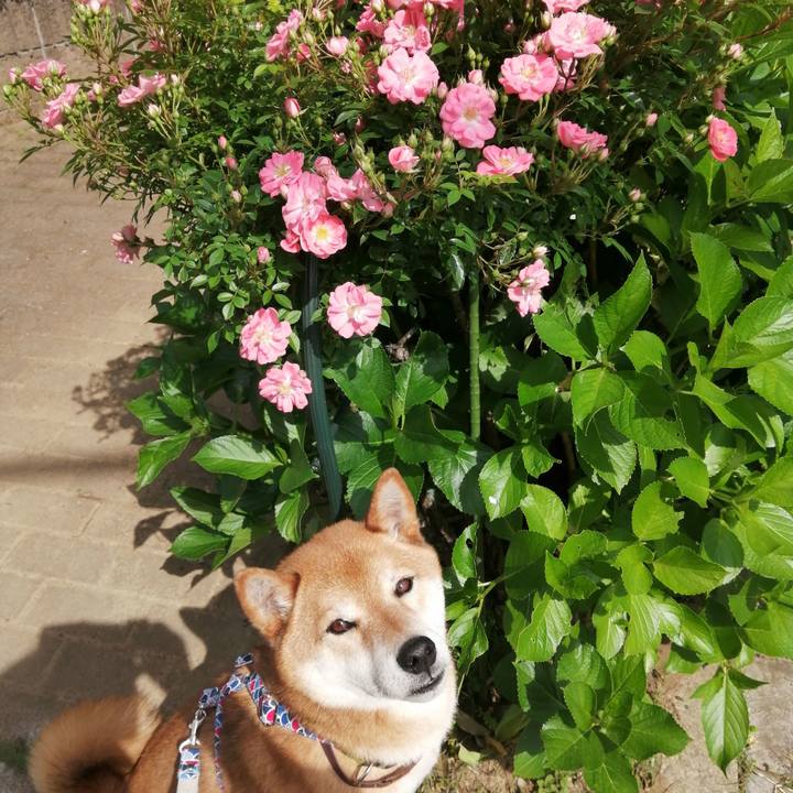 6b0b327e 8856 4a69 8706 d461f055c9dd 1620778491805