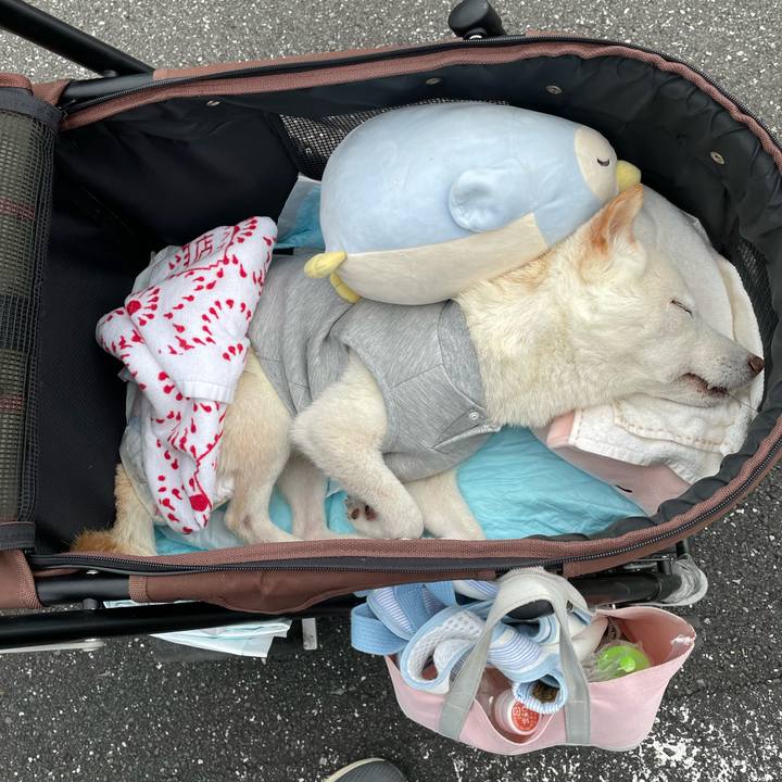 6b0fc0dd d230 49d0 a364 6263374993b9 1670151534721