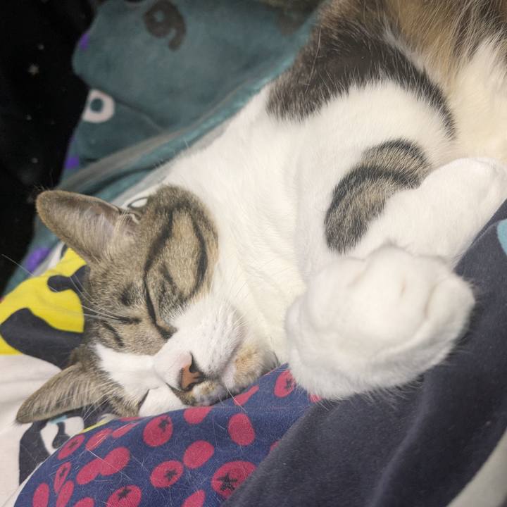 6b10cd10 55a4 4fa5 ab95 eacc15a27a17 1739268143092