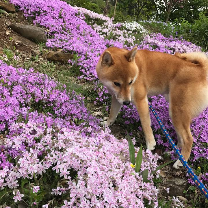 6b1799e2 eb22 451d a4fc 6e7440da108b 1523790405258