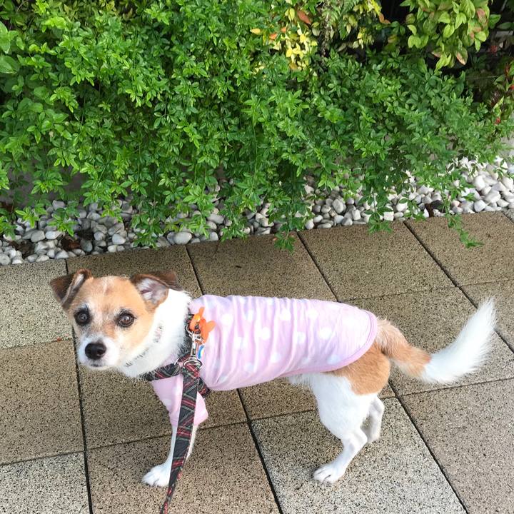 6b17ebcd a92f 4715 afad eb2c635bcc15 1564003209869