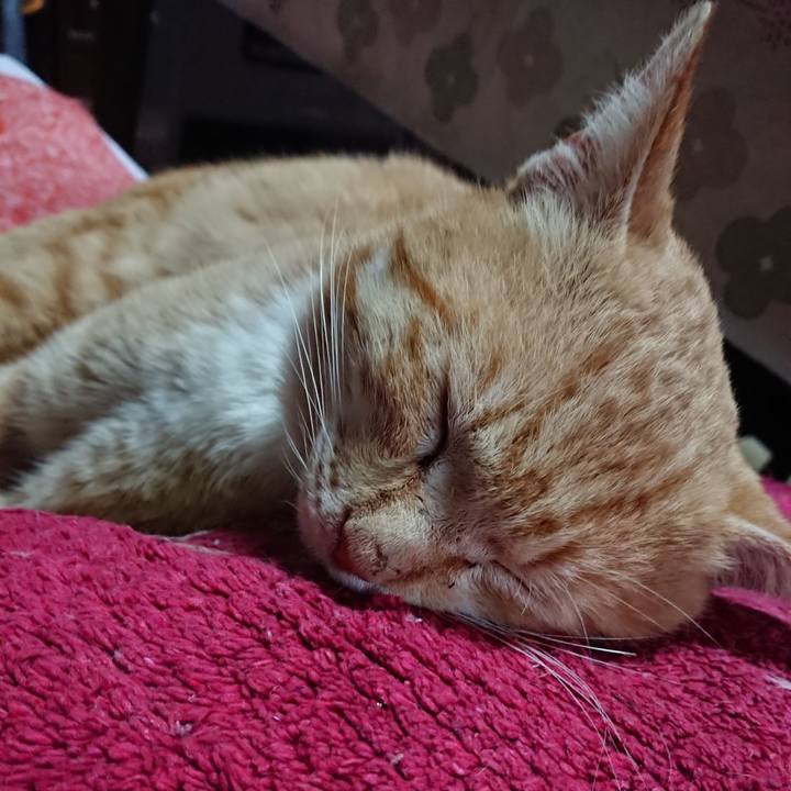 6b18fa35 9068 4669 aa5c 099a800a1077 1555490655931